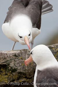 Black-browed albatross, Thalassarche melanophrys, Westpoint Island