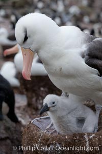 Black-browed albatross, adult on nest with chick, Thalassarche melanophrys, Westpoint Island