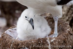 Black-browed albatross, chick in nest.