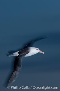 Black-browed albatross in flight, at sea.  The black-browed albatross is a medium-sized seabird at 31-37" long with a 79-94" wingspan and an average weight of 6.4-10 lb. They have a natural lifespan exceeding 70 years. They breed on remote oceanic islands and are circumpolar, ranging throughout the Southern Ocean, Thalassarche melanophrys