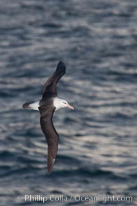 Black-browed albatross in flight, at sea.  The black-browed albatross is a medium-sized seabird at 31-37" long with a 79-94" wingspan and an average weight of 6.4-10 lb. They have a natural lifespan exceeding 70 years. They breed on remote oceanic islands and are circumpolar, ranging throughout the Southern Ocean, Thalassarche melanophrys