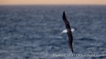 Black-browed albatross flying over the ocean, as it travels and forages for food at sea.  The black-browed albatross is a medium-sized seabird at 31-37" long with a 79-94" wingspan and an average weight of 6.4-10 lb. They have a natural lifespan exceeding 70 years. They breed on remote oceanic islands and are circumpolar, ranging throughout the Southern Ocean, Thalassarche melanophrys