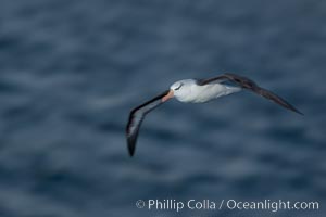 Black-browed albatross in flight, at sea.  The black-browed albatross is a medium-sized seabird at 31-37" long with a 79-94" wingspan and an average weight of 6.4-10 lb. They have a natural lifespan exceeding 70 years. They breed on remote oceanic islands and are circumpolar, ranging throughout the Southern Ocean, Thalassarche melanophrys