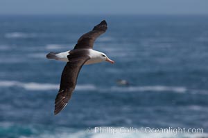 Black-browed albatross, in flight over the ocean.  The wingspan of the black-browed albatross can reach 10', it can weigh up to 10 lbs and live for as many as 70 years, Thalassarche melanophrys, Steeple Jason Island