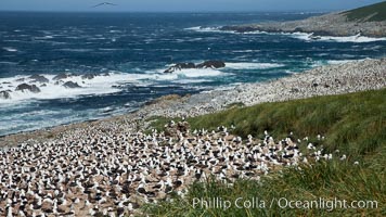 Black-browed albatross colony on Steeple Jason Island in the Falklands.  This is the largest breeding colony of black-browed albatrosses in the world, numbering in the hundreds of thousands of breeding pairs.  The albatrosses lay eggs in September and October, and tend a single chick that will fledge in about 120 days, Thalassarche melanophrys