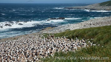 Black-browed albatross colony on Steeple Jason Island in the Falklands.  This is the largest breeding colony of black-browed albatrosses in the world, numbering in the hundreds of thousands of breeding pairs.  The albatrosses lay eggs in September and October, and tend a single chick that will fledge in about 120 days, Thalassarche melanophrys