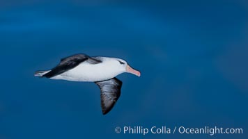 Black-browed albatross in flight, against a blue sky.  Black-browed albatrosses have a wingspan reaching up to 8', weigh up to 10 lbs and can live 70 years.  They roam the open ocean for food and return to remote islands for mating and rearing their chicks, Thalassarche melanophrys