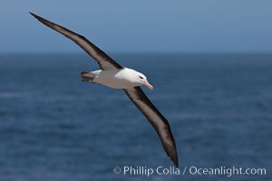 Black-browed albatross in flight, against a blue sky.  Black-browed albatrosses have a wingspan reaching up to 8', weigh up to 10 lbs and can live 70 years.  They roam the open ocean for food and return to remote islands for mating and rearing their chicks, Thalassarche melanophrys, Steeple Jason Island