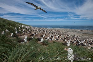 Black-browed albatross in flight, over the enormous colony at Steeple Jason Island in the Falklands. Falkland Islands, United Kingdom, Thalassarche melanophrys, natural history stock photograph, photo id 24147