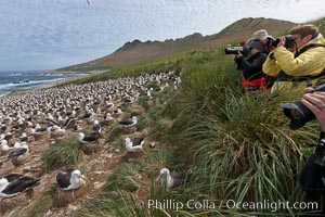 Visitors enjoy the spectacle, of the enormous breeding colony of black-browed albatrosses at Steeple Jason Island, Thalassarche melanophrys