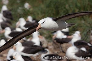 Black-browed albatross in flight, over the enormous colony at Steeple Jason Island in the Falklands, Thalassarche melanophrys