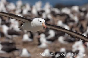 Black-browed albatross in flight, over the enormous colony at Steeple Jason Island in the Falklands. Falkland Islands, United Kingdom, Thalassarche melanophrys, natural history stock photograph, photo id 24212