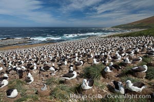 Black-browed albatross colony on Steeple Jason Island in the Falklands.  This is the largest breeding colony of black-browed albatrosses in the world, numbering in the hundreds of thousands of breeding pairs.  The albatrosses lay eggs in September and October, and tend a single chick that will fledge in about 120 days, Thalassarche melanophrys