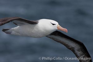 Black-browed albatross in flight.  The black-browed albatross is a medium-sized seabird at 31–37