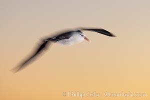 Black-browed albatross in flight, at sea.  The black-browed albatross is a medium-sized seabird at 31-37" long with a 79-94" wingspan and an average weight of 6.4-10 lb. They have a natural lifespan exceeding 70 years. They breed on remote oceanic islands and are circumpolar, ranging throughout the Southern Ocean, Thalassarche melanophrys