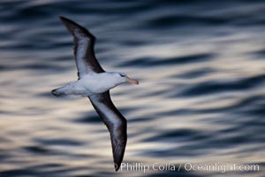 Black-browed albatross flying over the ocean, as it travels and forages for food at sea.  The black-browed albatross is a medium-sized seabird at 31-37" long with a 79-94" wingspan and an average weight of 6.4-10 lb. They have a natural lifespan exceeding 70 years. They breed on remote oceanic islands and are circumpolar, ranging throughout the Southern Oceanic, Thalassarche melanophrys