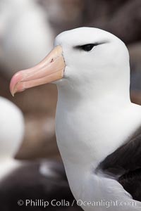 Black-browed albatross, Steeple Jason Island.  The black-browed albatross is a medium-sized seabird at 31-37" long with a 79-94" wingspan and an average weight of 6.4-10 lb. They have a natural lifespan exceeding 70 years. They breed on remote oceanic islands and are circumpolar, ranging throughout the Southern Ocean, Thalassarche melanophrys
