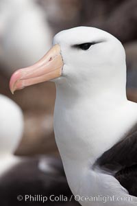 Black-browed albatross, Steeple Jason Island.  The black-browed albatross is a medium-sized seabird at 31-37