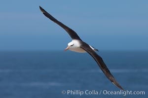 Black-browed albatross, in flight over the ocean.  The wingspan of the black-browed albatross can reach 10', it can weigh up to 10 lbs and live for as many as 70 years, Thalassarche melanophrys, Steeple Jason Island