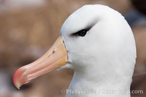Black-browed albatross, Steeple Jason Island.  The black-browed albatross is a medium-sized seabird at 31-37
