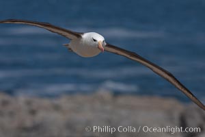 Black-browed albatross soaring in the air, near the breeding colony at Steeple Jason Island. Falkland Islands, United Kingdom, Thalassarche melanophrys, natural history stock photograph, photo id 24215