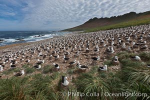 Black-browed albatross colony on Steeple Jason Island in the Falklands.  This is the largest breeding colony of black-browed albatrosses in the world, numbering in the hundreds of thousands of breeding pairs.  The albatrosses lay eggs in September and October, and tend a single chick that will fledge in about 120 days, Thalassarche melanophrys