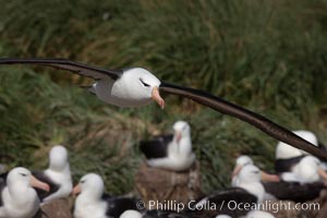 Black-browed albatross in flight, over the enormous colony at Steeple Jason Island in the Falklands, Thalassarche melanophrys