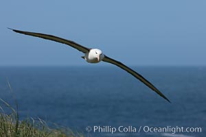 Black-browed albatross in flight, against a blue sky.  Black-browed albatrosses have a wingspan reaching up to 8', weigh up to 10 lbs and can live 70 years.  They roam the open ocean for food and return to remote islands for mating and rearing their chicks, Thalassarche melanophrys, Steeple Jason Island
