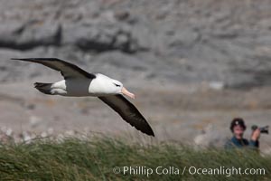 Black-browed albatross, Steeple Jason Island, Thalassarche melanophrys