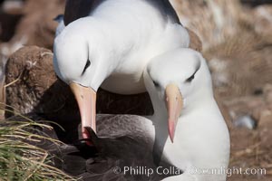 Black-browed albatross, courtship and mutual preening behavior between two mated adults on the nest, Steeple Jason Island breeding colony.  Black-browed albatrosses begin breeding at about 10 years, and lay a single egg each season, Thalassarche melanophrys