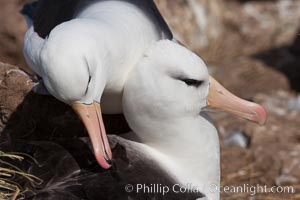 Black-browed albatross, courtship and mutual preening behavior between two mated adults on the nest, Steeple Jason Island breeding colony.  Black-browed albatrosses begin breeding at about 10 years, and lay a single egg each season, Thalassarche melanophrys