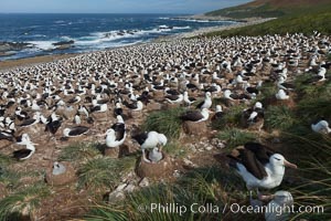 Black-browed albatross colony on Steeple Jason Island in the Falklands.  This is the largest breeding colony of black-browed albatrosses in the world, numbering in the hundreds of thousands of breeding pairs.  The albatrosses lay eggs in September and October, and tend a single chick that will fledge in about 120 days, Thalassarche melanophrys