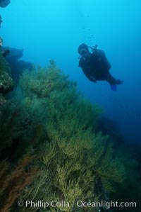 Black coral and diver, Antipathidae, Isla Champion