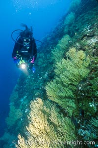 Black coral and diver, Antipathidae, Isla Champion