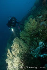 Black coral and diver, Antipathidae, Isla Champion