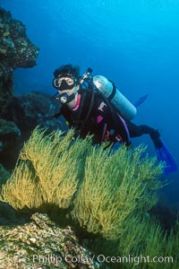 Black coral and diver, Isla Champion