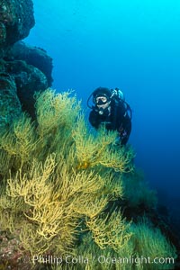 Black coral and diver, Isla Champion