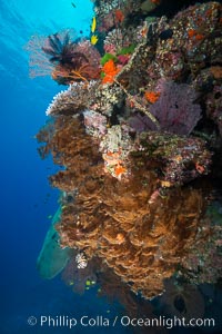 Black coral and crinoid on South Pacific coral reef, Fiji, Crinoidea, Vatu I Ra Passage, Bligh Waters, Viti Levu  Island
