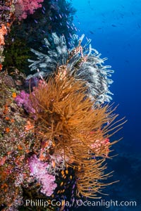 Black coral and crinoid on South Pacific coral reef, Fiji, Crinoidea, Vatu I Ra Passage, Bligh Waters, Viti Levu  Island