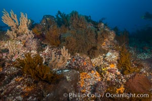 Black coral and gorgonians on rocky reef, Sea of Cortez, Antipatharia