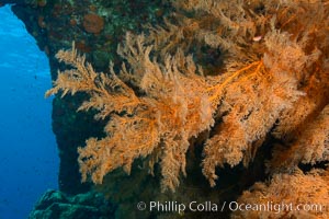 Black coral Antipatharia, Los Islotes, Sea of Cortez, Antipatharia