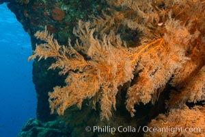 Black coral Antipatharia, Los Islotes, Sea of Cortez, Antipatharia