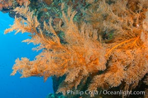 Black coral Antipatharia, Los Islotes, Sea of Cortez, Antipatharia