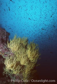 Black coral. Isla Champion, Galapagos Islands, Ecuador, Antipathidae, natural history stock photograph, photo id 01867