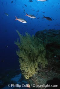 Black coral, Antipathidae, Isla Champion