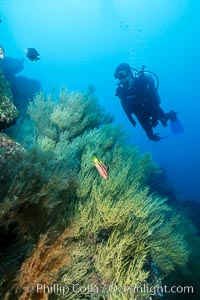 Black coral and diver, Antipathidae, Isla Champion