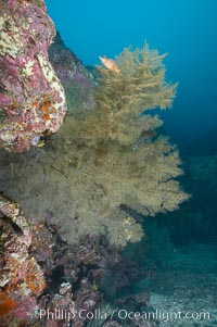 Black coral.  The fan is five feet in diameter and the color of the live coral is more yellow-green than black, Antipathidae, North Seymour Island