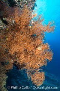 Black coral, Fiji, Vatu I Ra Passage, Bligh Waters, Viti Levu  Island