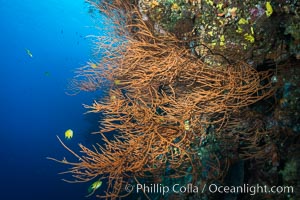 Black coral, Fiji, Vatu I Ra Passage, Bligh Waters, Viti Levu  Island