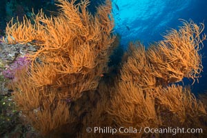 Black coral, Fiji, Namena Marine Reserve, Namena Island